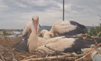 Obraz podglądu z kamery internetowej Storks Příšovice